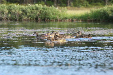 A flock of ducks paddles across a placid lake.の写真素材
