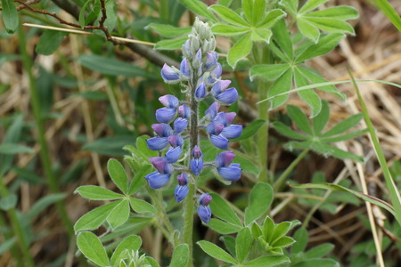 Lupinus nootkatensis, (lupin) found in North America, is a hardy plant that shows pretty violet, purple flowers.の写真素材