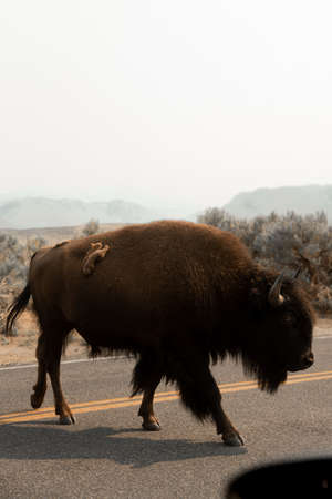 Bison crossing the road in Yellowstone National Parkの写真素材