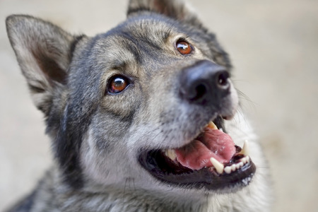 Close up face of wolf 