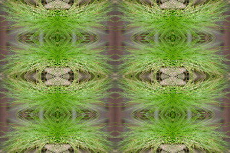 Reflection of grass pattern.の写真素材
