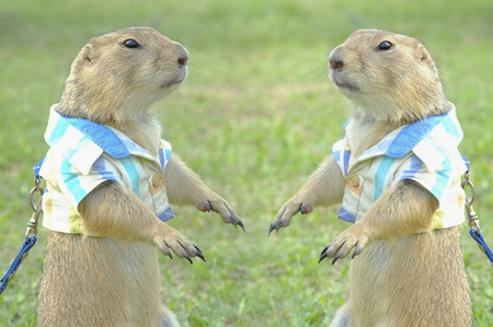 Prairie dog in the park.の写真素材
