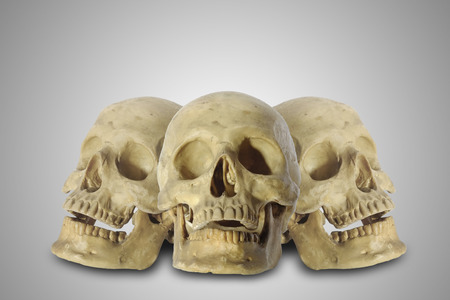 Three skull heads on gray background の写真素材
