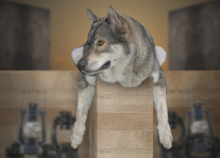Wolf relax on the wood wall 