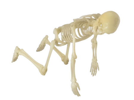 Human Skeleton on white background の写真素材