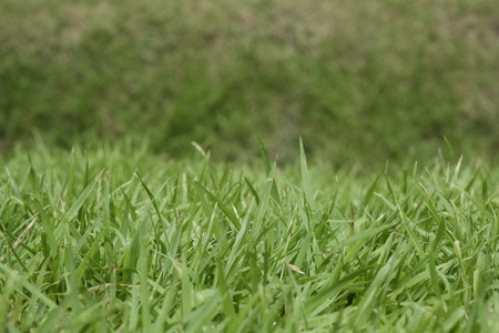 Close up of green grass 