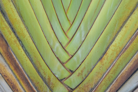Closeup of palm tree texture  Traveller