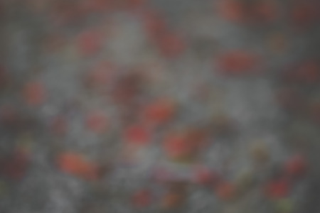 Flower (Poinciana) fall on the road. Abstract blur background.の写真素材