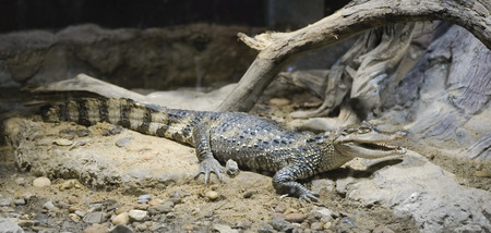 Crocodile lying on the ground 