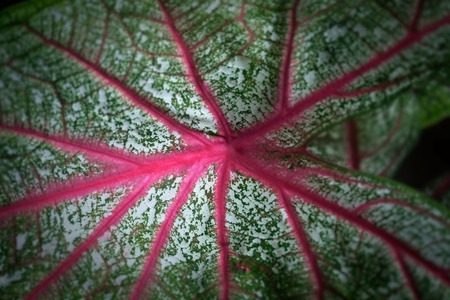 Close up. Caladium Queen of the Leafy Plants.の写真素材