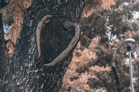 Shape of heart on trunk of tree. Vintage style.の写真素材