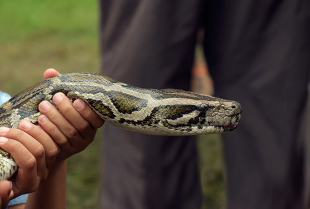 Close up of python in hand, focus at eye.