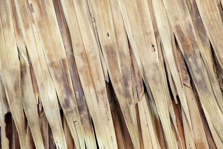 Close up dry grass textured.の写真素材