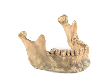 Human jaw on white background.