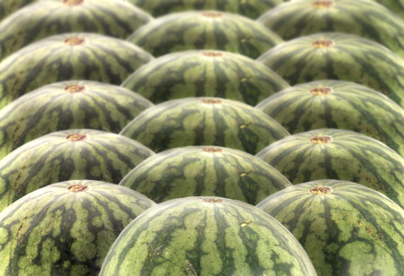 Watermelon.の写真素材