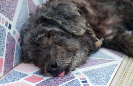 Old black dog sleeping with tongue outside his mouth.の写真素材
