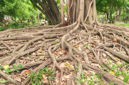 The roots of the ficus tree.の写真素材