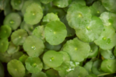 Blur of duckweed, abstract blur background.