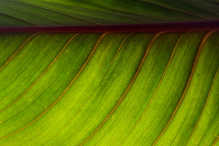 Abstract texture background of green leaf.の写真素材