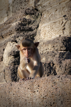 Portrait of monkeys, Lopburi, Thailand.