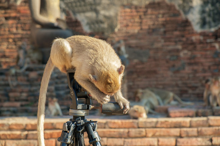 Portrait of monkeys, Lopburi, Thailand.の写真素材