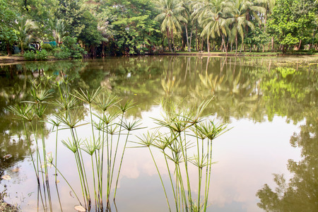 Pond in the public park with reflex of green tree.の写真素材