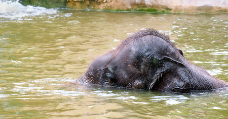 Elephant calf playing water in elephant farm.の写真素材