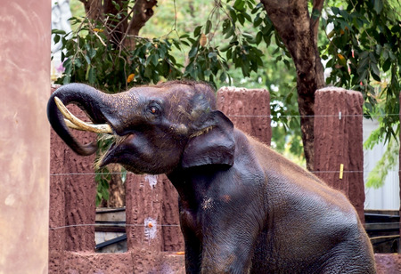 Elephant calf relax in elephant farm.の写真素材