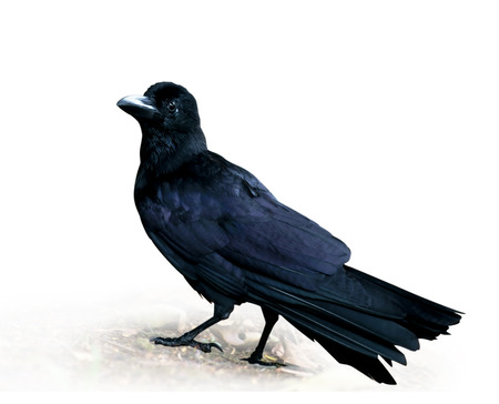 Crow standing on white background.の写真素材