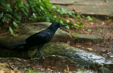 Crow standing on nature background.の写真素材