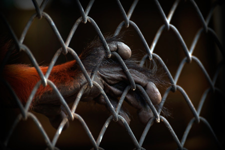 Close up hand of monkey in cage. The illegal wildlife trade problem.