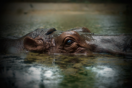 Close up eye of hippopotamus in the pool.の写真素材