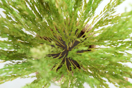 Close up rice spike, top view.の写真素材