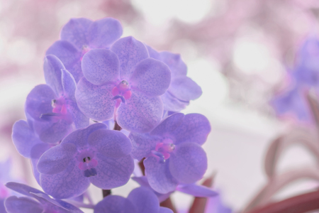 Violet dendrobium orchid in the garden. Soft focus.