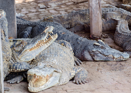 View of dangerous crocodiles swamp on the ground.の写真素材