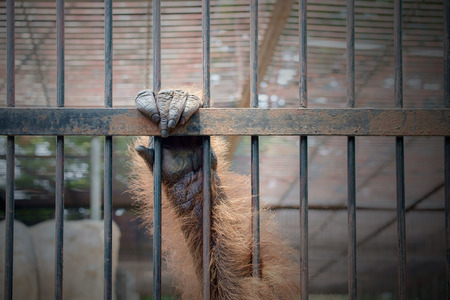Close up hand of monkey in cage. The illegal wildlife trade problem.の写真素材
