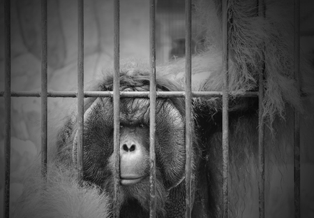 View of monkey in the cage. Black and white tone. The illegal wildlife trade problem.の写真素材