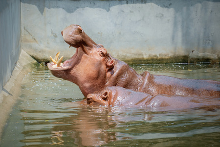 View of hippopotamus immersed in the pool.