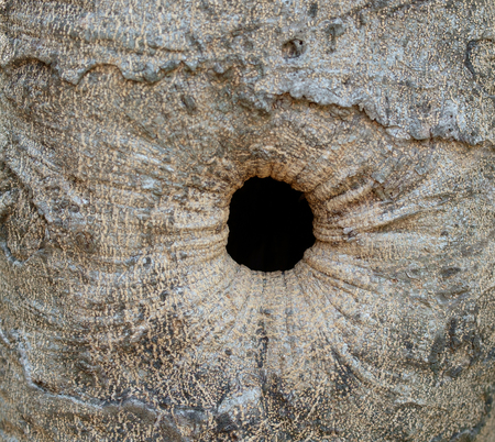 Abstract texture background of tree trunk. Soft focus.の写真素材