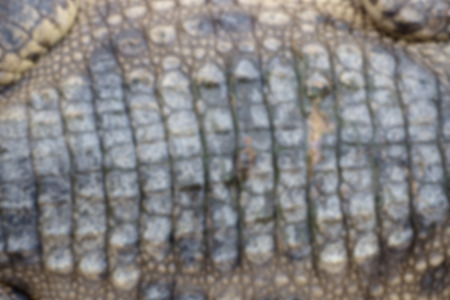 Abstract texture blur background of crocodile skin.の写真素材