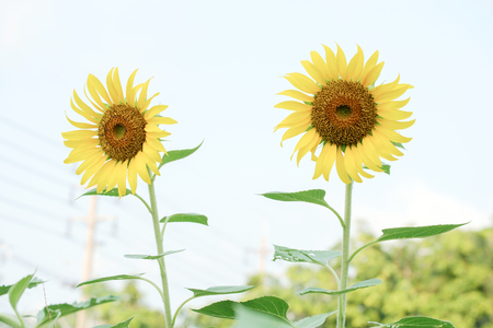 View of sunflower in the morning.の写真素材