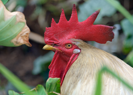 Portrait of white cock on nature background.
