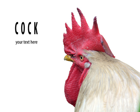 Portrait of white cock on white background. with path.の写真素材