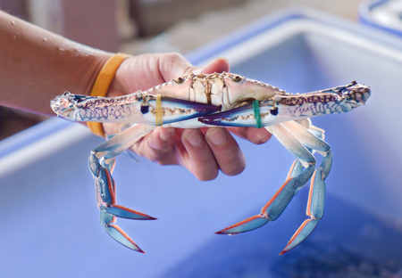 View of blue crab in hand. Shallow depth of field.の写真素材