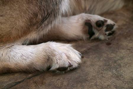 Close up of wolf leg.