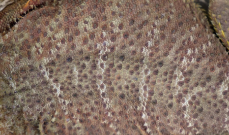 Abstract texture background of iguana skin. Shallow depth of field.の写真素材