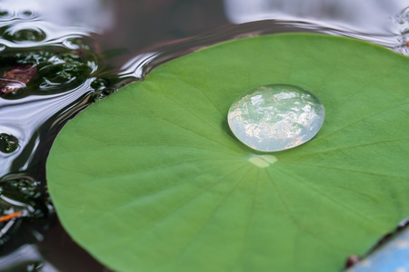 View of water drop on lotus leaf.