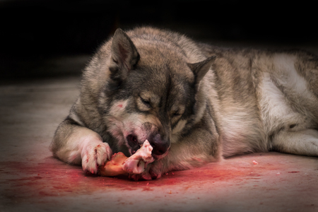 Portrait of wolf eating on dark background. Soft focus. Movement. Digital retouch.の写真素材