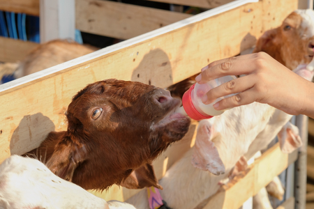 View of goat feeding from milk bottle in farm. Movement.の写真素材