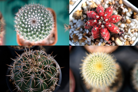 View of cactus in pot.の写真素材